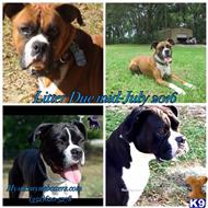 boxer puppy posted by Mystic Rayne Boxers